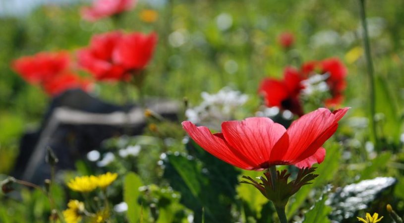 هایپر تره بار | شقایق نعمانی