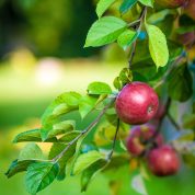 هایپر تره بار | باغبانی درختان میوه