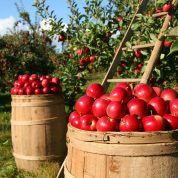 هایپر تره بار | اصول احداث باغ میوه