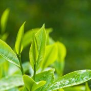 هایپر تره بار | گیاهشناسی چای