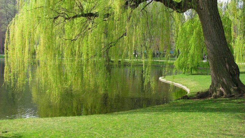 هایپر تره بار | نهال بید مجنون