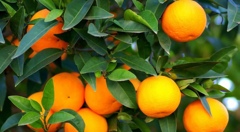 هایپر تره بار | نهال پرتقال لیما